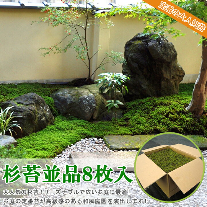 楽天市場】苔 スギゴケ 杉苔 庭園苔 【杉苔並品8枚入り（約0.8平米 