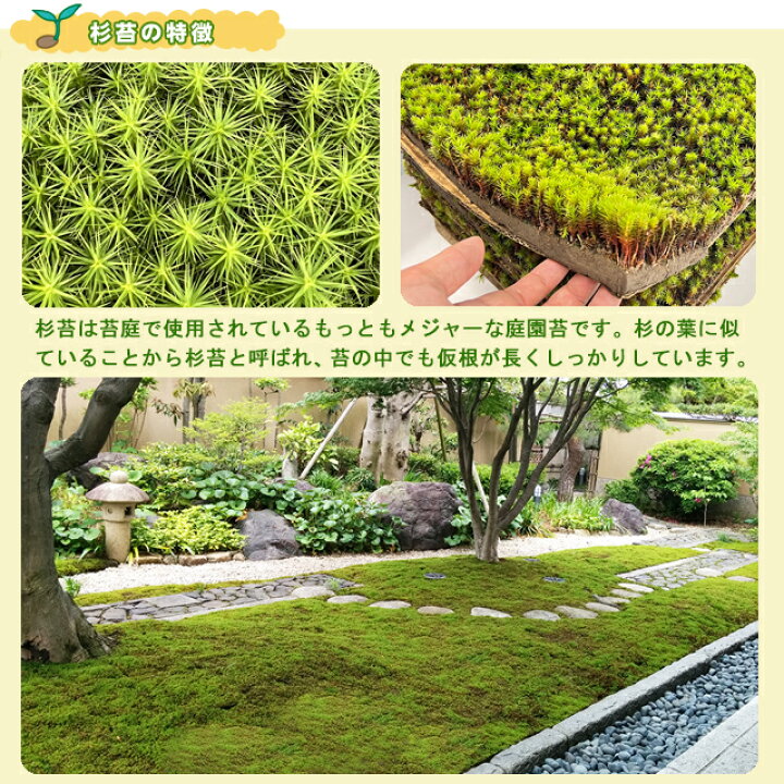楽天市場】苔 スギゴケ 杉苔 庭園苔 【杉苔並品8枚入り（約0.8平米 
