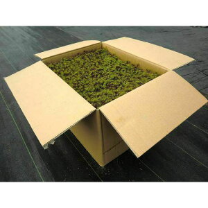  XMSP  뉀 yەi8i0.8ājz