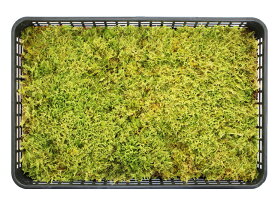 苔 こけ コケ ハイゴケ 【ハイゴケ大トレー(庭園用)】