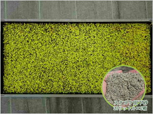   RP XiSP  ynT~ŃJbgłIzXiSPpZbg }bg^Cvi1ājt