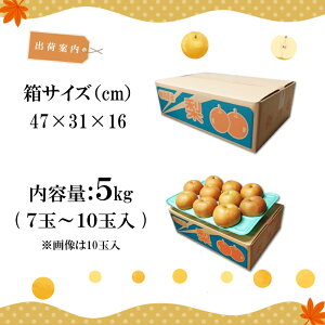 p VsY  Vi񂱂j3kg 5kg  a VY Ȃy\ԁF2025N12/15z