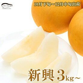 贈答用 新潟市産 梨 新興（しんこう）3kg 5kg 送料無料 和梨 新潟県産 なし【申込期間：2025年12/15迄】
