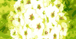  G VNXN[ ŉ gq uFull bloom 6v zt@
