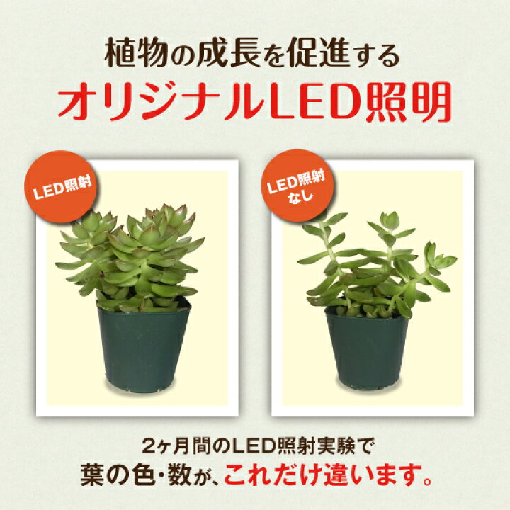 楽天市場 ポイント5倍10 11 火 01 59まで 植物育成ライト Led Akarina09 灯菜 アカリーナ Motom 茶 白 Mai09led 木製 植物栽培ランプ 多肉植物 サボテン 苔玉 蘭 鉢植え 盆栽 室内栽培 水耕栽培 ライト インテリア照明 ハーブ栽培 おうち栽培 家庭菜園 灯り工房