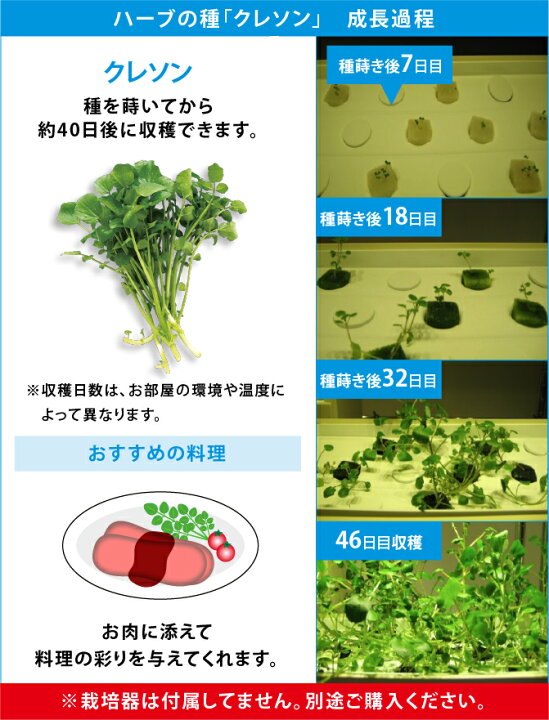 楽天市場 クレソン 水耕栽培用 タネセット ハーブの種 野菜の種 Mas07クレソン種約50粒 液体肥料50ml スポンジ30個 ハーブの種子 野菜種子 定型郵便可能 モトム 灯菜 Akarina 灯り工房 Motom モトム
