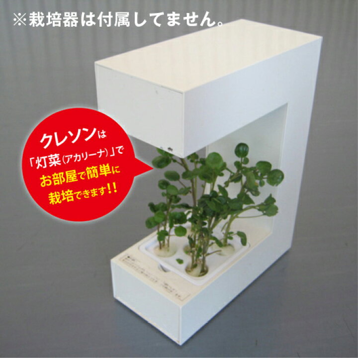 楽天市場 クレソン 水耕栽培用 タネセット ハーブの種 野菜の種 Mas07クレソン種約50粒 液体肥料50ml スポンジ30個 ハーブの種子 野菜種子 定型郵便可能 モトム 灯菜 Akarina 灯り工房 Motom モトム