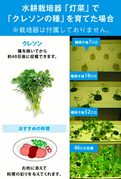 楽天市場 クレソン 水耕栽培用 タネセット ハーブの種 野菜の種 Mas07クレソン種約50粒 液体肥料50ml スポンジ30個 ハーブの種子 野菜種子 定型郵便可能 モトム 灯菜 Akarina 灯り工房 Motom モトム 楽天市場 クレソン 水耕栽培用 タネセット ハーブの種 野菜の種 Mas07クレソン種約50粒 液体肥料50ml スポンジ30個 ハーブの種子 野菜種子 定型郵便可能 モトム 灯菜 Akarina 灯り工房 Motom モトム