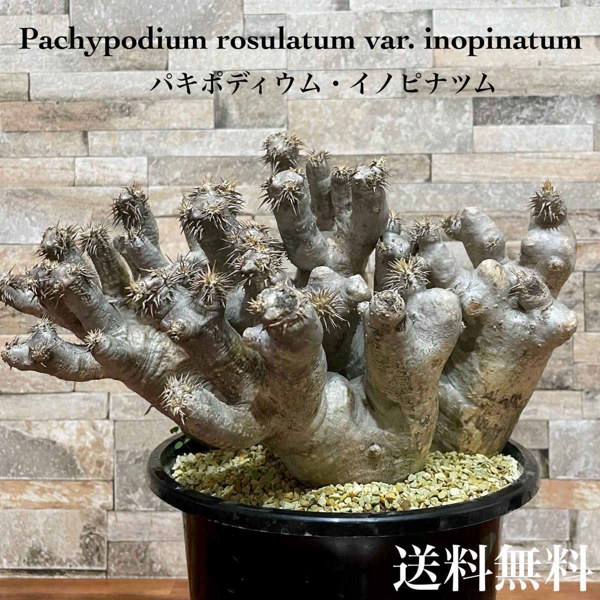 楽天市場】希少 パキポディウム イノピナツム 塊根植物