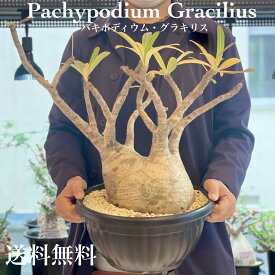 発根済　パキポディウム　グラキリス塊根植物　多肉植物　観葉植物　コーデックス　人気　個性的　格好良い　インテリア　おしゃれ　卓上　プラ鉢