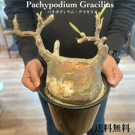 発根済　パキポディウム　グラキリス塊根植物　多肉植物　観葉植物　コーデックス　人気急増　個性的　格好良い　インテリア　おしゃれ　卓上　プラ鉢