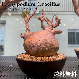 パキポディウム　グラキリス塊根植物　多肉植物　観葉植物　コーデックス　人気急増　個性的　格好良い　インテリア　おしゃれ　卓上　プラ鉢