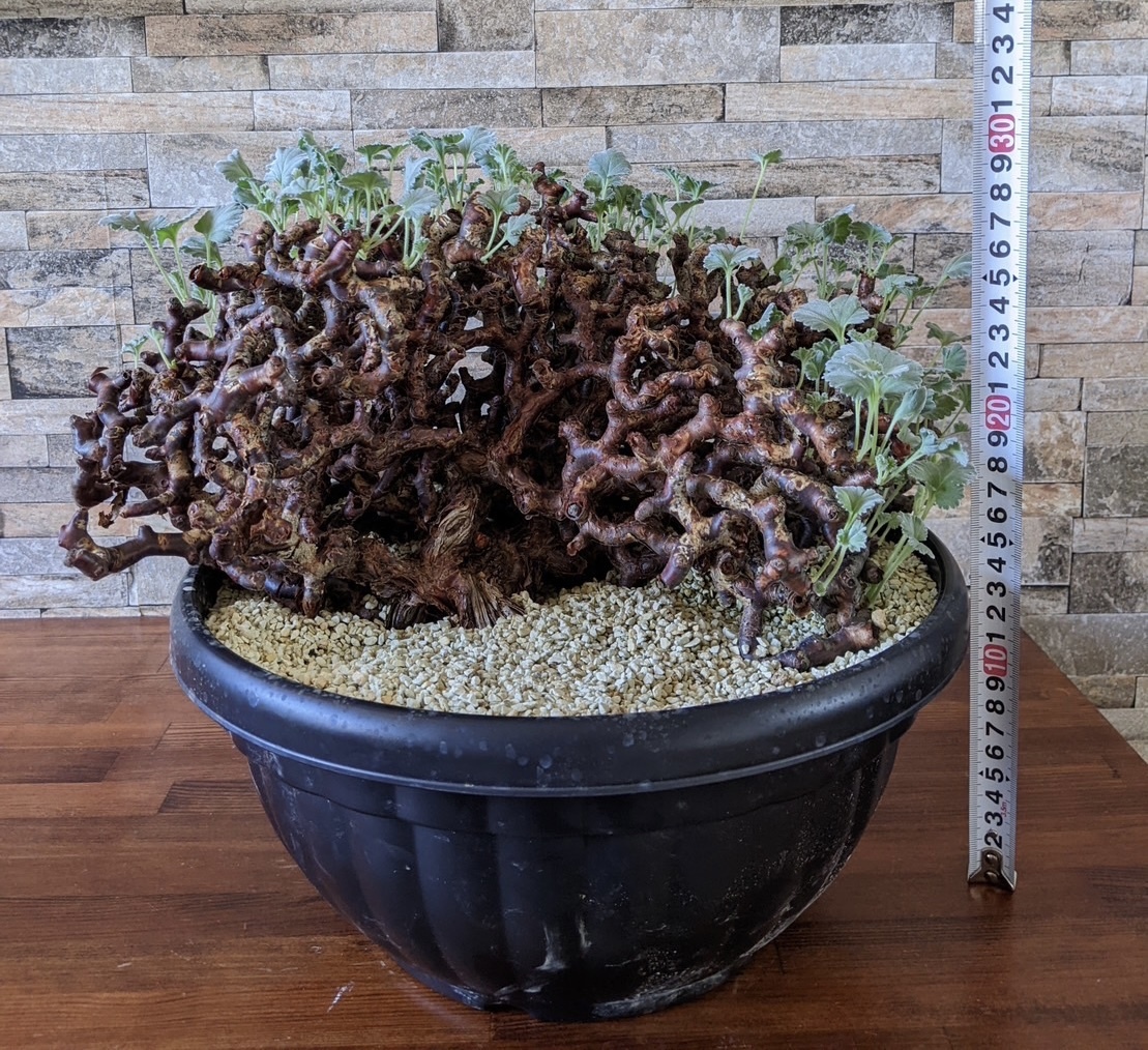美形ペラルゴニウム ミラビレ 塊根植物 冬型 ムルチ パキポ-