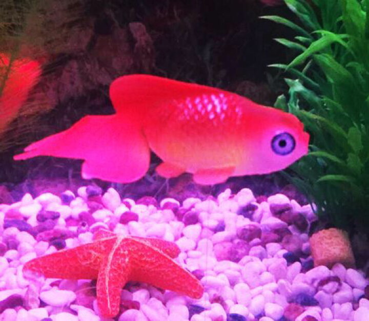 大放出セール 人工ベタ魚 でめきん 人工金魚 デメキン New 蛍光 光る 発光 吸盤 糸 人工浮遊魚 フロート 水槽用アクセサリー アクアリウム 水槽内レイア Ccps Sn