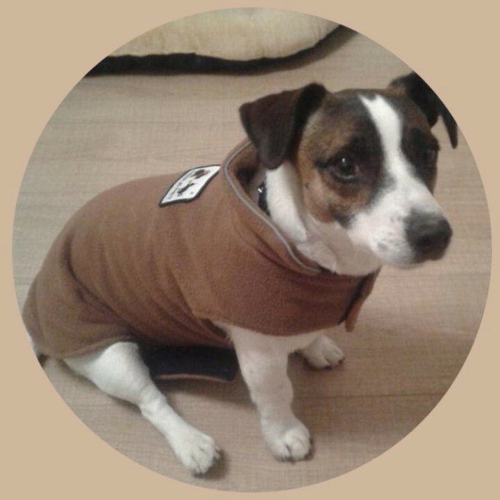 楽天市場 送料無料 ペット用 犬用 洋服 ドッグウェア フリースジャケット ベスト マント ポンチョコート 小型犬 超小型犬 暖かい あったかい 防寒対策 寒さ対策 可愛い ドッグウエア 犬の服 イヌ用 いぬ用 Dog シンプル 無地 お散歩 お出掛け Motto Motto