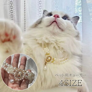  `[J[ ybgp ANZT[ lbNX p[ tFCNp[ KN t[ CXg[ LL S[WX   ꂢ i 킢  lR 