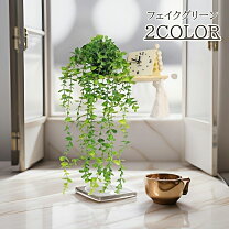 壁 にかけ られる 観葉 植物の通販