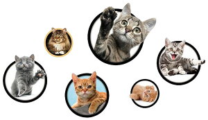  EH[XebJ[ gbNA[g 3D ܂G ǎV[ ͂ ǃV[ ʐ^ lR L Lbg  킢 j[N ʔ 낢 t [fR[V