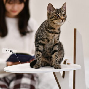 ySiP5{1623:59zL̂Ȃ × ̂Ȃؐp ؐgC/yX cz