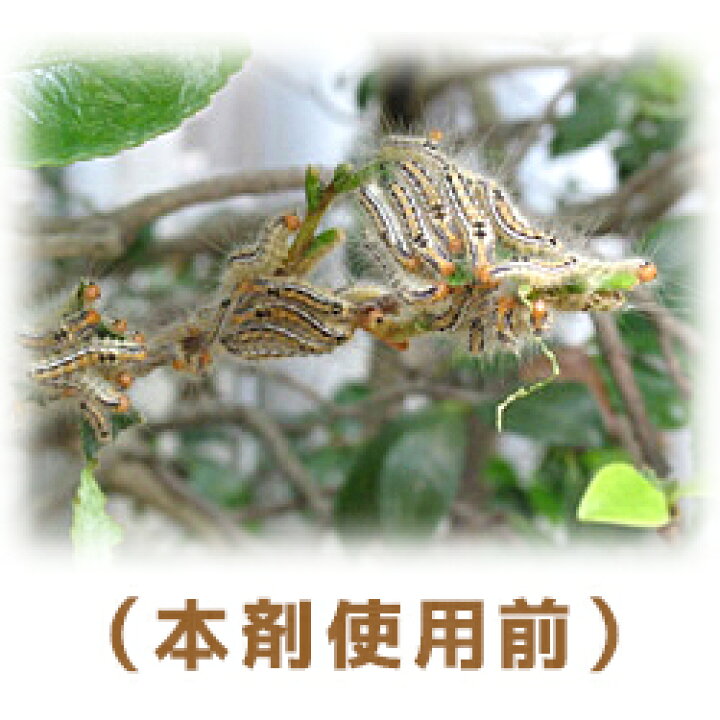 楽天市場 なんと あの 大日本除虫菊 金鳥 チャドクガ毒針毛固着剤 幼虫 毛虫 180ml が この価格 お取り寄せ商品 Rcp mプライス 楽天市場 なんと あの 大日本除虫菊 金鳥 チャドクガ毒針毛固着剤 幼虫 毛虫 180ml が この価格 お取り寄せ商品 Rcp mプライス