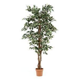 yCeAzysfՁz ϗtA tBJX 1124 B tFCNO[ lH k[J[ilykCEEzsz