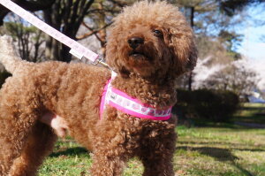 _119:59}f|Cg10{^n[lX  pn[lX o[opp RtH[gWXgtBbgn[lX ^ ^ Ȃ EȂ SȂ NbV U o v 