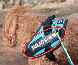 _179:59}f|Cg10{^yxzyJulius-K9zEXP[iCEIDCp[n[lXpxyz