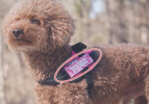 _179:59}f|Cg10{^yxzyJulius-K9zEXP[iCEIDCp[n[lXpxiʁEbhjyz