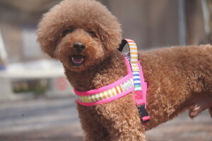 _279:59}f|Cg10{^[Hakusan]kfUC{[_[n[lXyRtH[gWXgtBbgn[lXEXgCvz