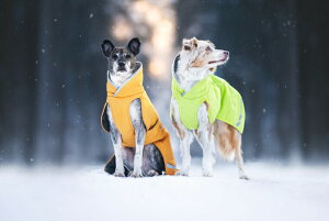 tBh̃hbOuhyPomppazjŋx̖hWPbgyToppa PomppazE^p