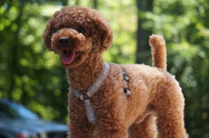 yJWAV[YztBh̃hbOuhyHurttazytb^zEY^NbVn[lX