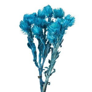������(Tokyodo) �V���o�[�f�[�W�[�~�j #313�}�����u���[ ��L30cm 20g�� FD004441-313