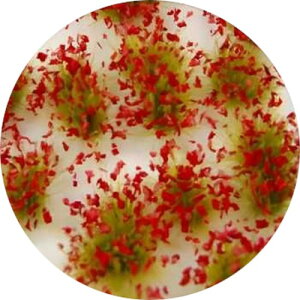 �O���[���X�^�b�t���[���h(Green staff world) ���ނ� 6mm ���b�h �z�r�[�p�f�� GSWD-13011 (��i)