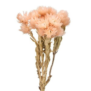 ������(Tokyodo) �V���o�[�f�[�W�[�~�j #311�s�[�`�V���[�x�b�g ��L30cm 20g�� FD004441-311