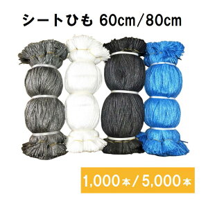 V[gq V[gЂ gR 60cm 80cm 5000{ Zbg   u[ zCg bVV[g    h  hV[g z  V[gڑЂ hV[g JbgЂ ݂Ђ R 