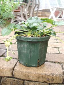 �u3980�~�ő��������ΏۊO���i�v�y�Ƃ�ł��Ȃ��|�b�g�z�s6���t4�Z�b�g�@CSM-180�@�X���b�g��(18cm )�@�����T�C�Y2�Z�b�g��(8��)����A�܂��A���������i�̃T�C�Y�ɂ��ǉ�������������܂�