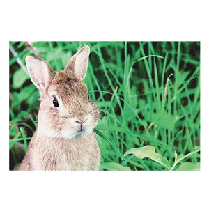 学研 rabbitポストカード AE15445 (くんくん)