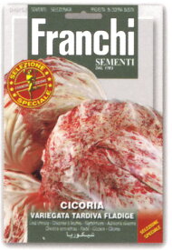 【イタリアの野菜の種】FRANCHI社スペシャルセレクション　リーフチコリー・VARIEGATA TARDIVA FLADIGE40/52