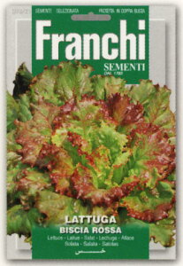 yC^A̖؂̎zFRANCHIЁ@^XEBISCIA ROSSAmŒn78/21