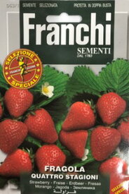 【イタリアの果菜の種】FRANCHI社　イチゴ　四季なりいちご　63/1　手ごろサイズの真っ赤な苺