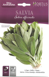 yC^Ãn[u̎zHortusЁ@Z[W@Salvia officinalis@SAO0010sŒt