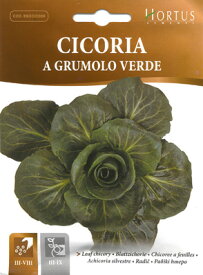 【イタリアの野菜の種】Hortus社　リーフチコリー　ベルデ種　濃緑色・蕾咲　1921/BSOCIC008