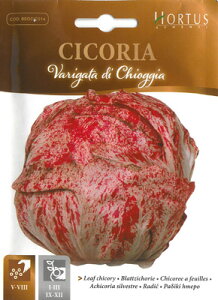 yC^A̖؂̎zHortus [t`R[@hLIbWh@Variegata Chioggia@BSOCIC014sŒt