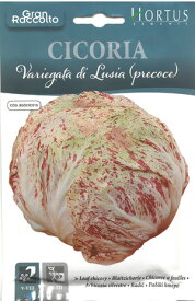 【お得な大袋イタリアの野菜の種】　リーフチコリ（ルシア）Cicoria Variegata di Lusia Precoce（早生種）COD.BGOCIC015