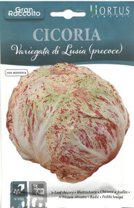 yȑ܃C^A̖؂̎zHortusЁ@[t`RiVAjCicoria Variegata di Lusia PrecoceijCOD.BGOCIC015sŒt