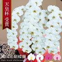 純国産 胡蝶蘭 花持ち長い 大輪5本立ち 63輪〜 46,000円【白/ピンク系/白赤】 蕾 画像配信 産地温室直送 お祝い プレゼント 花 ギフト 特別 日本育ち 贈り物 母の日 お供え お誕生日 開店祝い 開業祝い 移転祝い 就任祝い 昇進祝い 当選祝い 記念日 当日発送 日本橋 銀座