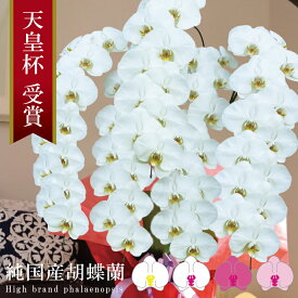 純国産 胡蝶蘭 花持ち長い 大輪5本立ち 63輪〜 46,000円【白/ピンク系/白赤】 蕾 画像配信 産地温室直送 お祝い プレゼント 花 ギフト 特別 日本育ち 贈り物 母の日 お供え お誕生日 開店祝い 開業祝い 移転祝い 就任祝い 昇進祝い 当選祝い 記念日 当日発送 日本橋 銀座