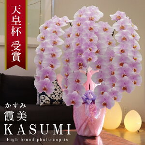 Y Ӓ Ԏ 5 { 70ց` 55,000~y/sNn/ԁz Q 摜zM Yn j v[g  Mtg  {炿 蕨 ̓  a JXj 