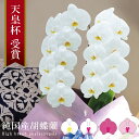 純国産 胡蝶蘭 花持ち長い 大輪2本立ち 18輪〜 10,000円【白/ピンク系/白赤】 選べる4色 蕾含む 産地温室直送 お祝い プレゼント 花 ギフト 贈り物 母の日ギフト お供え お誕生日 開店祝い 開業祝い 移転祝い 就任祝い 昇進祝い 当選祝い 記念日 当日発送 日本橋 銀座