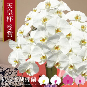 純国産 胡蝶蘭 花持ち長い 大輪 3本立ち 27輪〜 16,000円【雪華(せっか)】 画像配信 蕾 産地温室直送 お祝い プレゼント 花 ギフト 贈り物 母の日ギフト お供え お誕生日 開店祝い 開業祝い